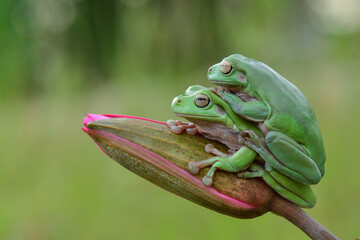 Poster - green tree frog on flower