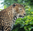 javan leopard is in the tree