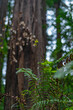 © Libni - Into the woods at Muir Woods National Monument