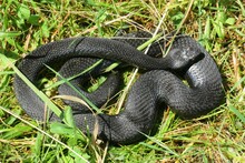 Black Snake In Grass