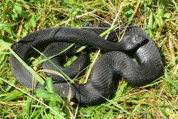 Black viper on the grass, closeup