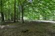 La Forêt Monumentale, Houppeville , 76, Normandie, Seine Maritime