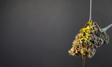 CBD Oil Poring On Cannabis Bud. Marijuana Concentrate. Golden Honey. Copy Space Banner