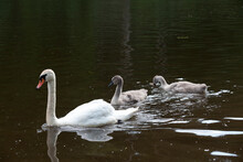 Real Swans