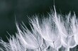 Monochrome image of dandelions close-up in spring