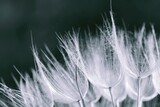 Fototapeta Dmuchawce - Monochrome image of dandelions close-up in spring