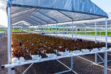 Wall Mural - Organic vegetable planting in the vegetable garden