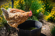 Hen Drinking At A Watering Trough On The Farm
