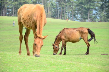 horses scenic