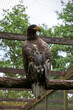 close up of a beautiful sea eagle on a branch