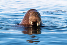 Adult Walrus Swimming In The Arctic Sea Off The Coast Of Svalbard