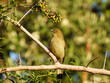 A sombre greenbul isolated in a shrub with berries