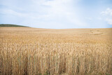 Fototapeta Sawanna - golden wheat field in summer season