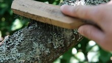 Close-up: A Gardener With A Metal Brush With A Wooden Handle, Holding It In His Hand, Brushes Off A Harmful Growth Of Gray Lichen From A Thick Trunk Of An Apple Tree.