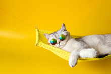 Cute White British Cat Wearing Sunglasses On Yellow Fabric Hammock, Isolated On Yellow Background.