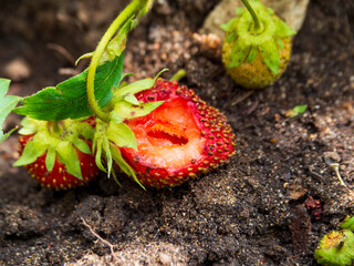 Red ripe strawberries are lying on a bed in the ground, half bitten off. The concept of garden pests