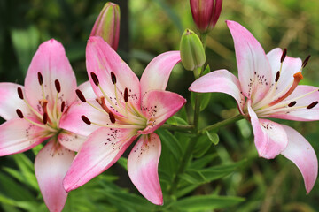 Wall Mural - White-pink lily on blurred background. Lilium.