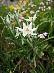 Wall Mural - Leontopodium nivale, commonly called edelweiss. Alpine flora. Alpine meadows