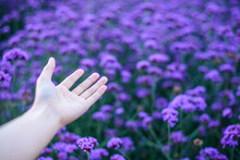 Woman Hand In Purple Verbena Flower Field