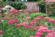 Colourful achillea flowers in the historic walled garden at Eastcote House Gardens, in the Borough of Hillingdon, London, UK