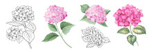 Set Of Differents Hydrangea On White Background. Watercolor, Line Art, Outline Illustration.