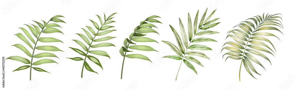 Set of differents palm leaves on white background. Watercolor, line art, outline illustration. - obrazy, fototapety, plakaty 