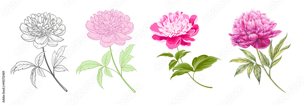 Set of differents peony on white background. Watercolor, line art, outline illustration. - obrazy, fototapety, plakaty 