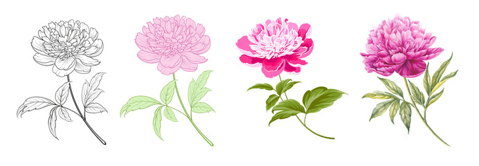 Wall Mural - Set of differents peony on white background. Watercolor, line art, outline illustration.