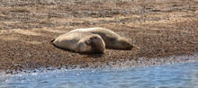 Seals Sunbathing On A Norfolk Beach