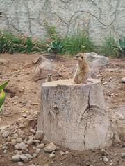 Meerkat standing on a log watching the horizon.