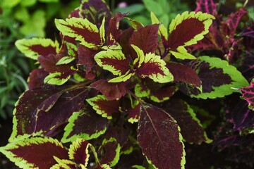 Sticker - Close-up image of the ornamental foliage plants.