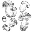 Mushrooms boletus set. Vector illustration of mushrooms on white background. Hand drawn style
