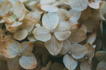 Wall Mural - Beige and pale orange hydrangea flowers close-up, elegant floral background