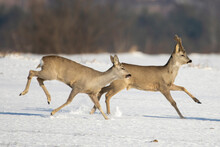 European Roe Deer In A Winter Landscape