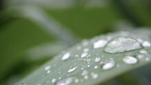 Large Beautiful Drops Of Rain Or Morning Dew Water On A Green Leaf Macro