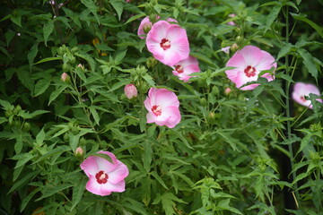 Sticker - Taitanbicus with large beautiful flowers that bloom from July to October. Malvaceae perennial plant.