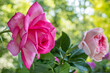 canvas print picture - Rose (Rosa sp.)