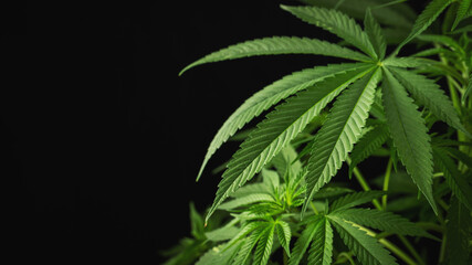 Marijuana leaves, cannabis on a dark background, beautiful background, indoor cultivation. With copy space