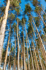 Canvas Print - View of a pine forest on sunny day