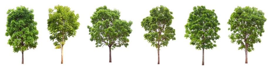 collection set of mature big tropical mahogany tree from the forest isolated on white background for