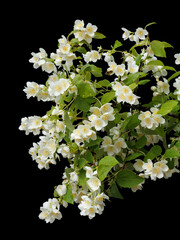  Jasmine flowers blossoming in summertime.