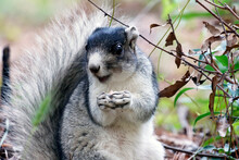 Southern Fox Squirrel Standing On Ground Eating Mushroom