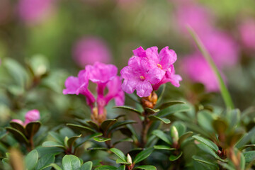 Wall Mural - Rhododendron myrtifolium (syn. Rhododendron kotschyi) is a species of flowering plant in the family Ericaceae, which grows in the highlands of the Carpathian