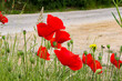 czerwone maki przy drodze, polne kwiaty, makówki 