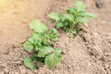 Fototapeta  - Young potato bush sprouted after planting in the field