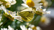 A Green-veined white butterfly sitting on a flower in summer sunshine