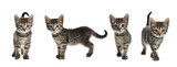 Fototapeta Koty - Adorable tabby kittens on white background, collage. Banner design