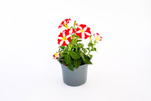 Freshness Beautiful Stip Red And White Petals Of Petunia,colorful Petunia And Grandiflora Flower In Green Leaves Growing And Blooming On White Background.