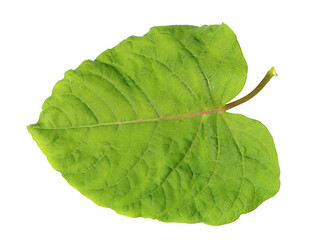Wall Mural - green spring leaf is a angelica plant isolated