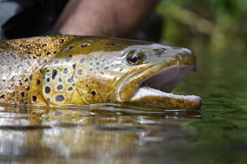 Wall Mural - close-up of a large wild brown trout caught in a mountain river